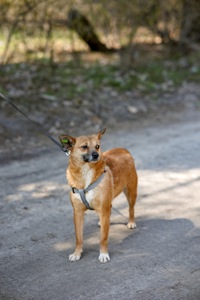 Мініатюрна Булочка шукає родину