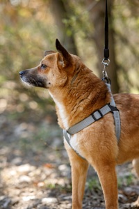 Мініатюрна Булочка шукає родину