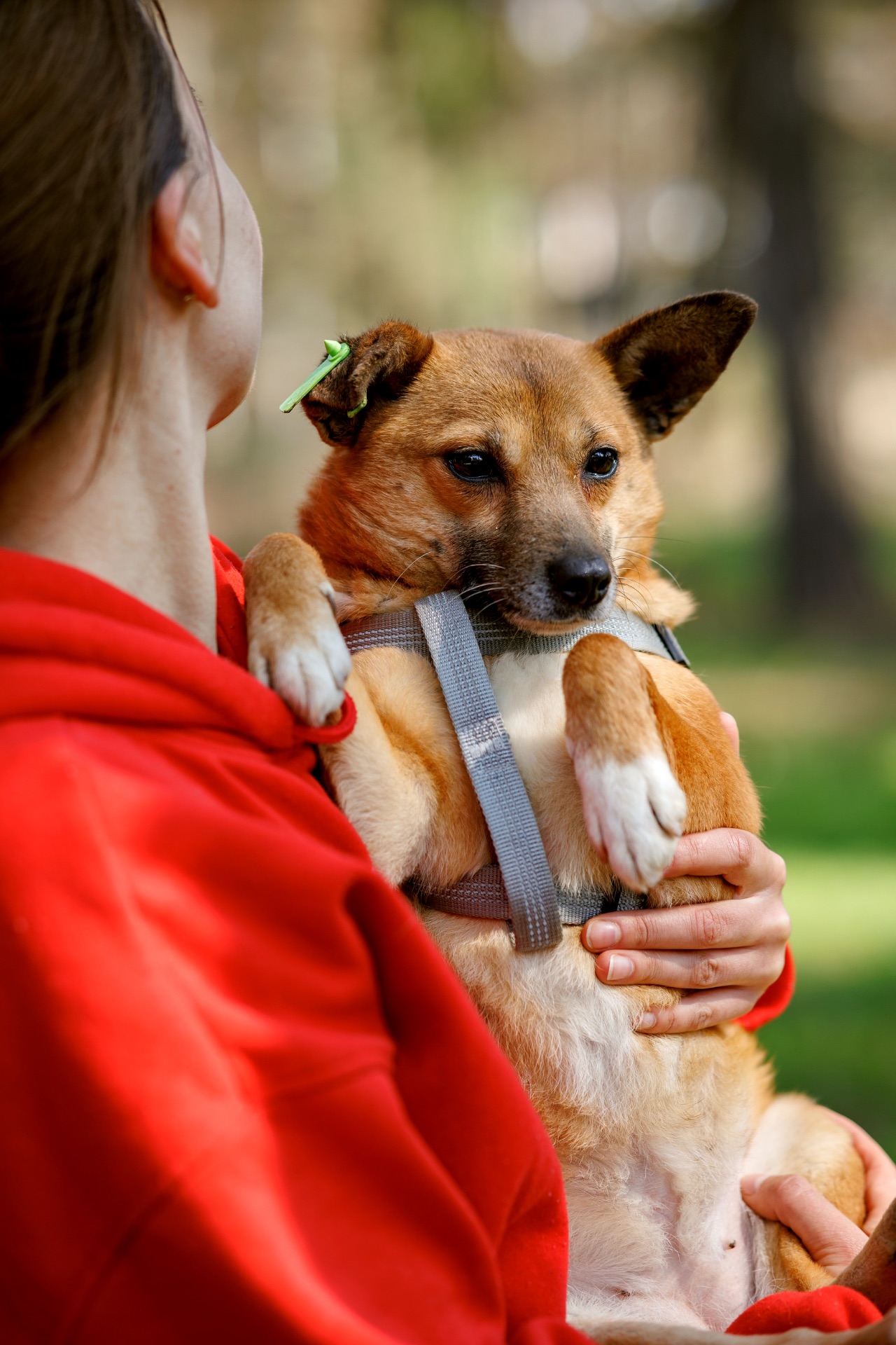 Мініатюрна Булочка шукає родину