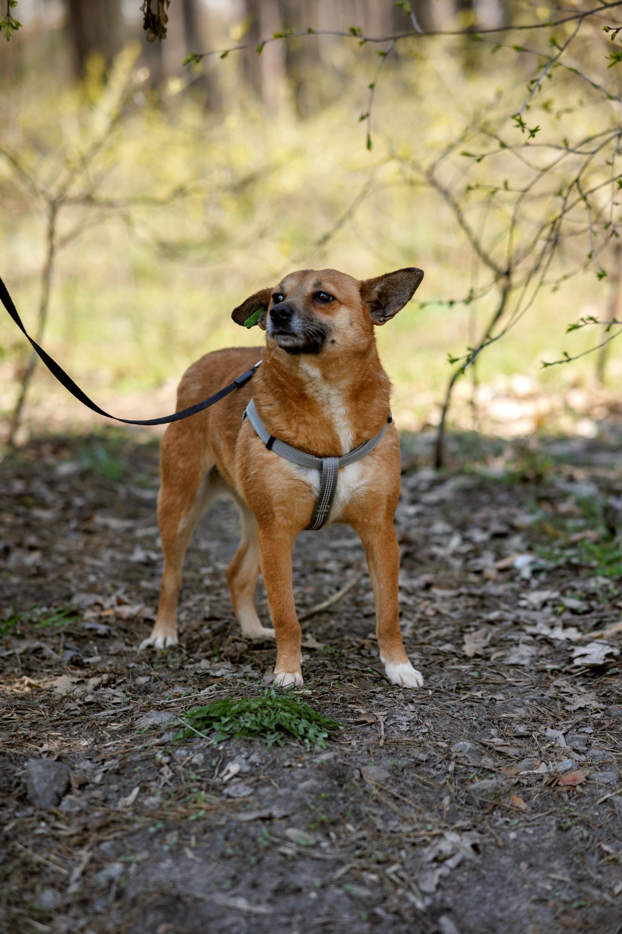 Мініатюрна Булочка шукає родину