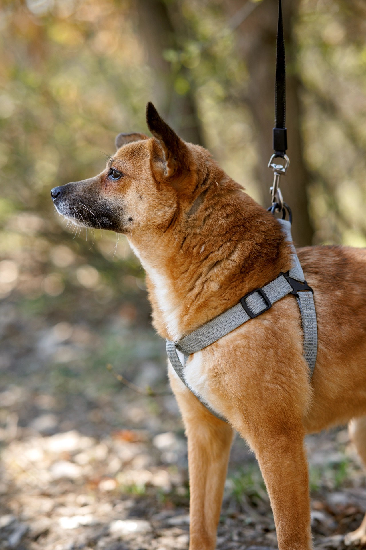 Мініатюрна Булочка шукає родину