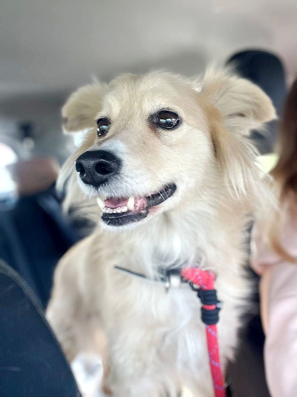 Маленька Блонда, 7кг