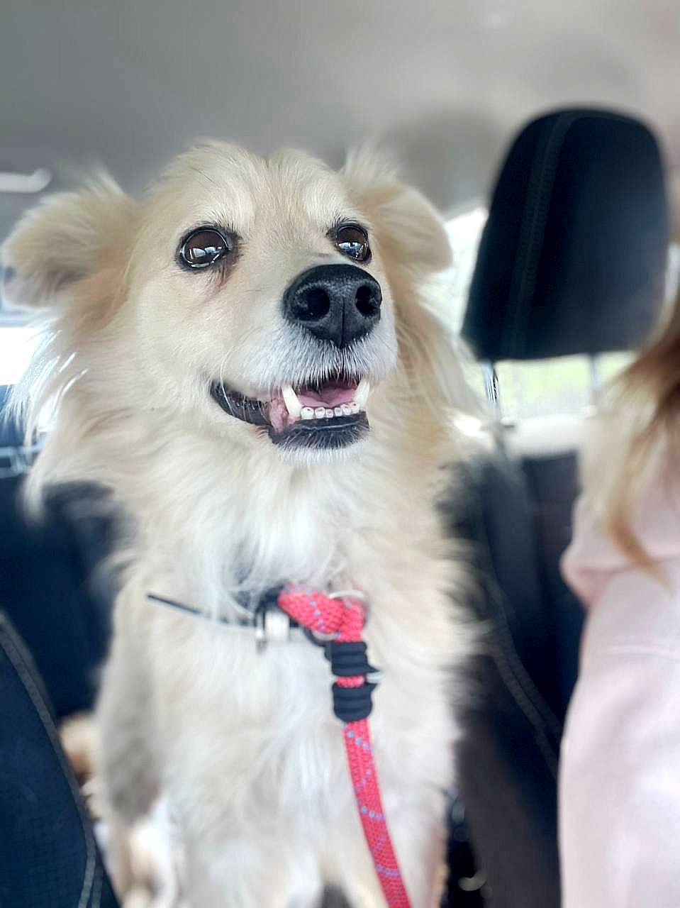 Маленька Блонда, 7кг