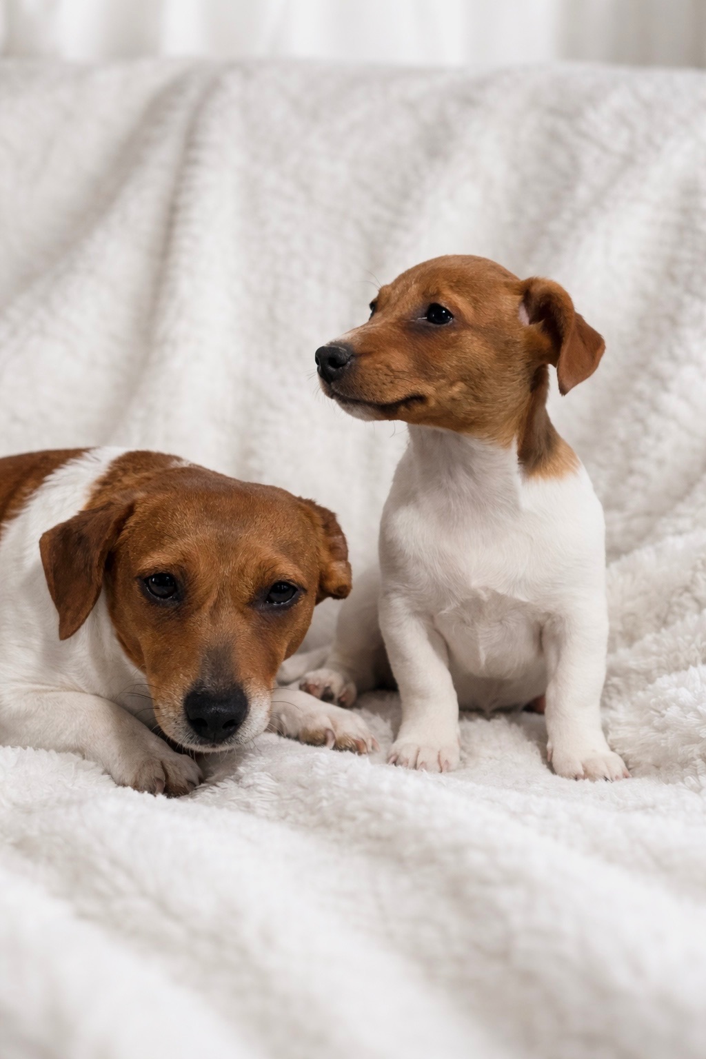 Дівчинка Джек-рассел-тер’єр від клубних виставочних батьків