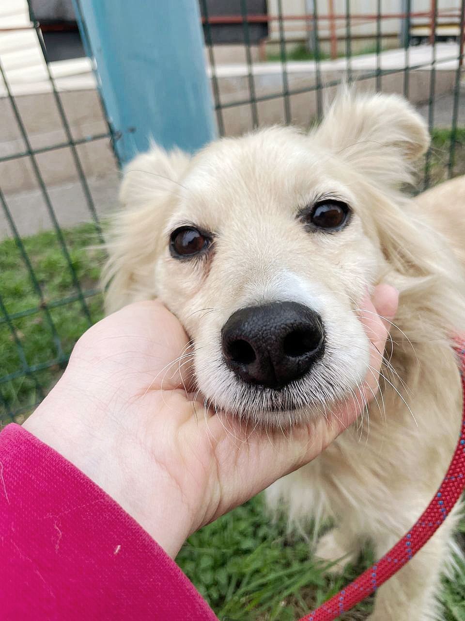 Маленька Блонда, 7кг