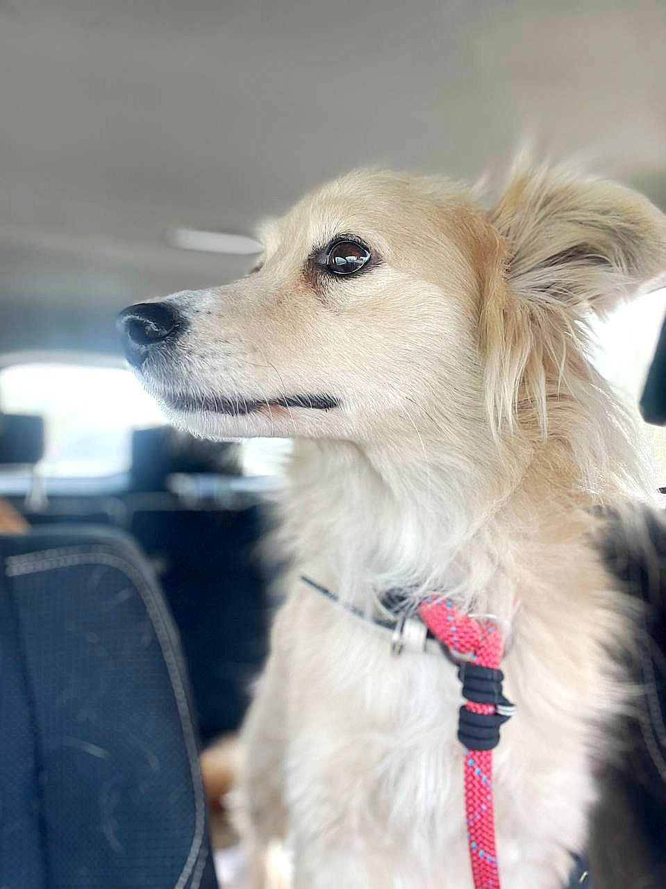 Маленька Блонда, 7кг