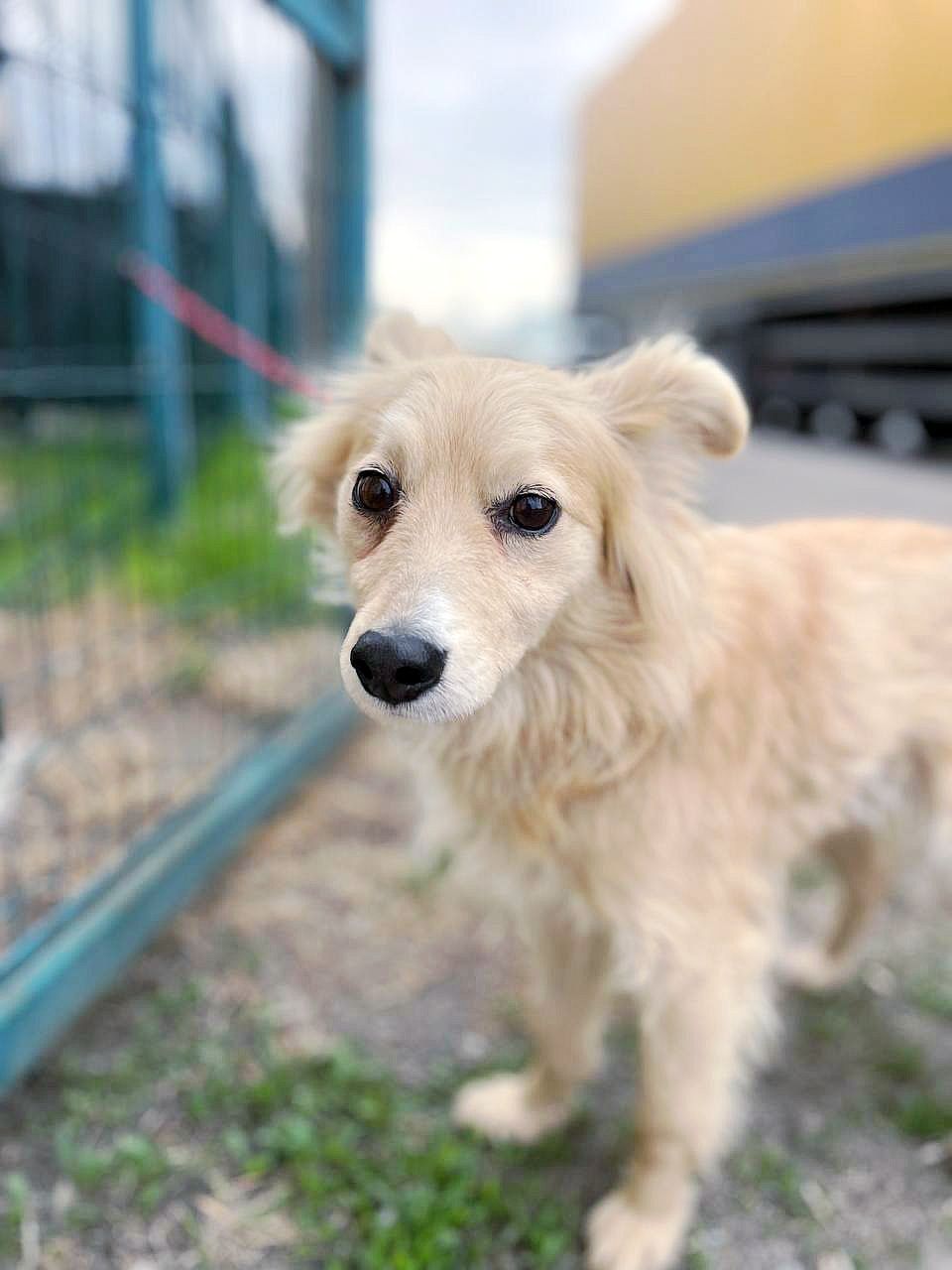 Маленька Блонда, 7кг