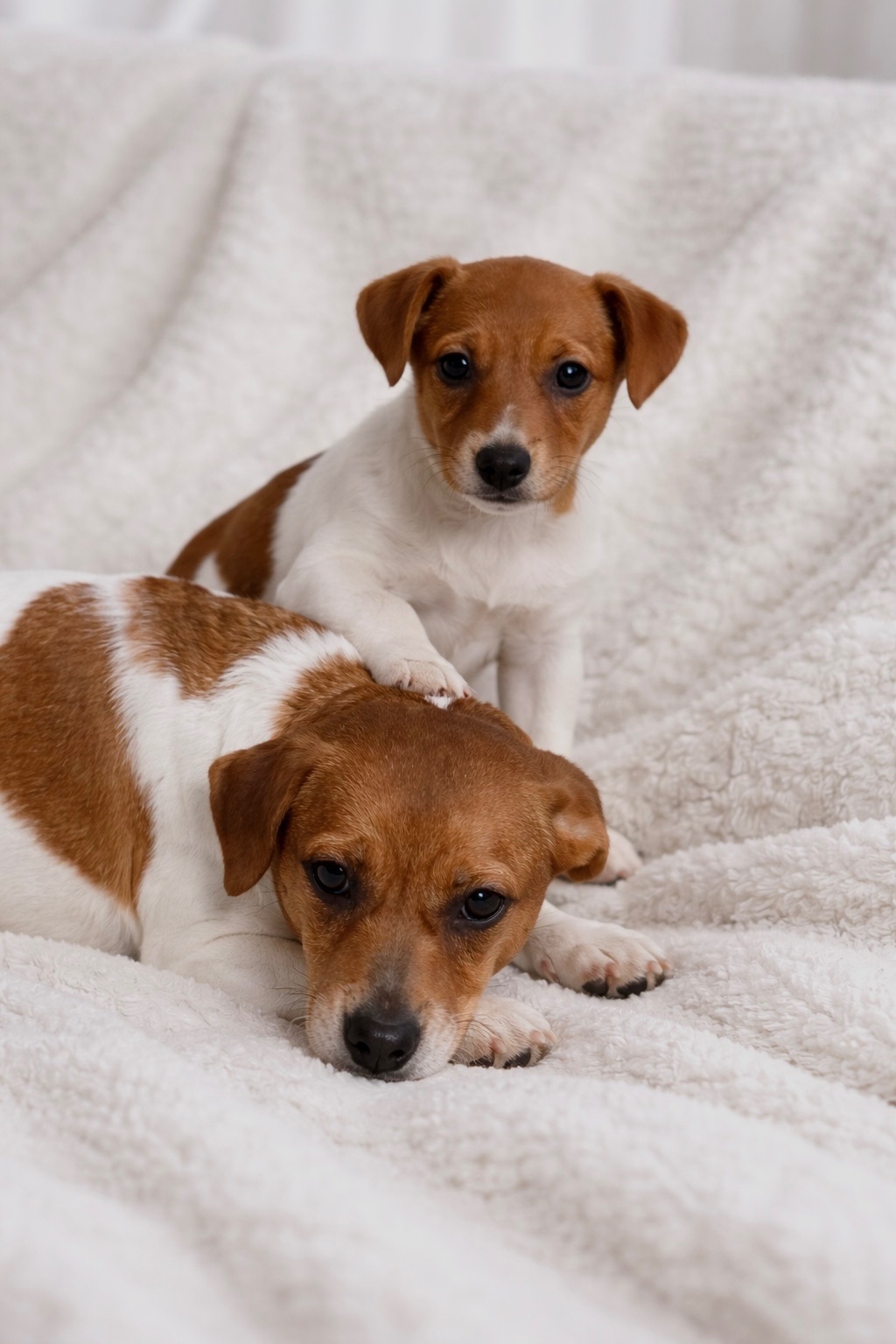 Дівчинка Джек-рассел-тер’єр від клубних виставочних батьків