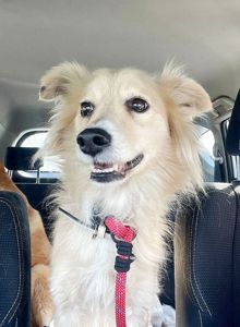 Маленька Блонда, 7кг