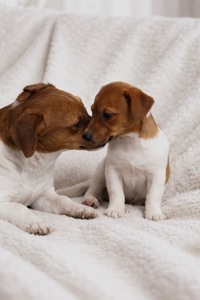 Дівчинка Джек-рассел-тер’єр від клубних виставочних батьків