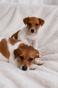 Дівчинка Джек-рассел-тер’єр від клубних виставочних батьків