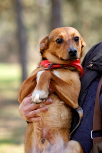 Оскар в пошуку родини