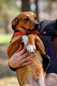 Оскар в пошуку родини