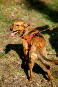 Оскар в пошуку родини