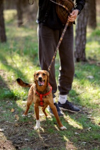 Оскар в пошуку родини