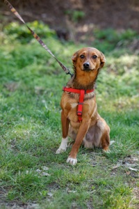 Оскар в пошуку родини