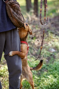 Оскар в пошуку родини