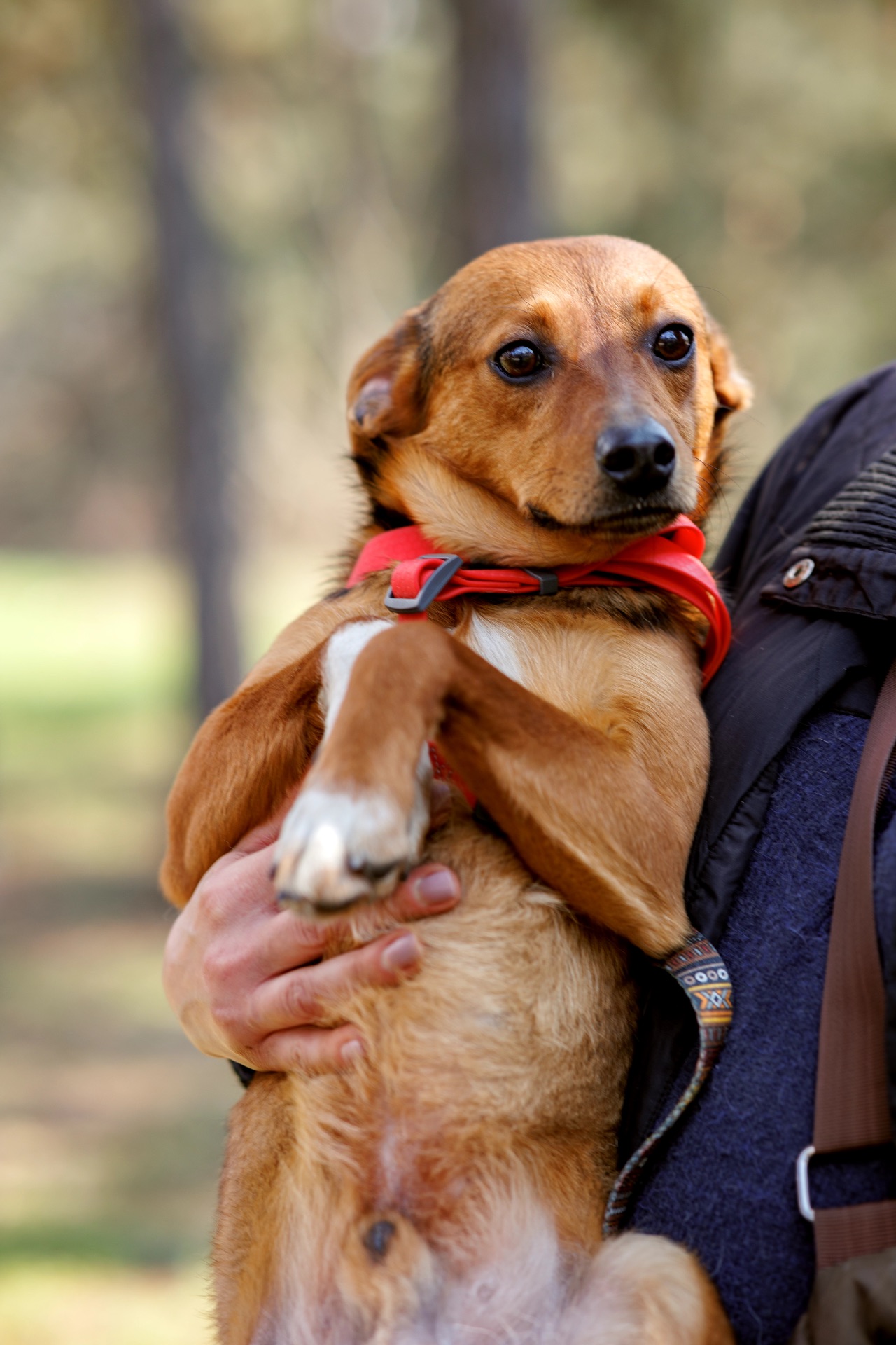 Оскар в пошуку родини