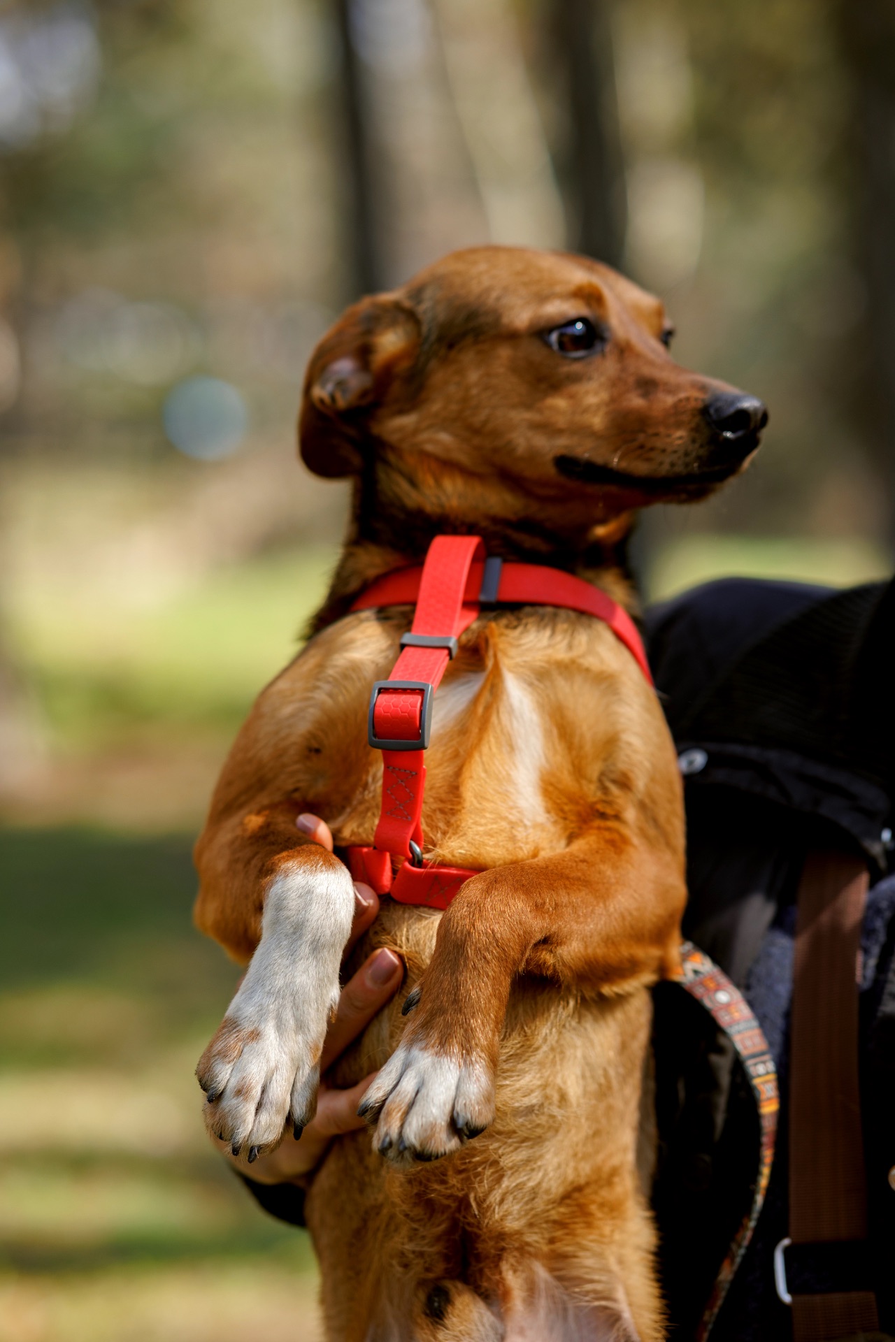Оскар в пошуку родини
