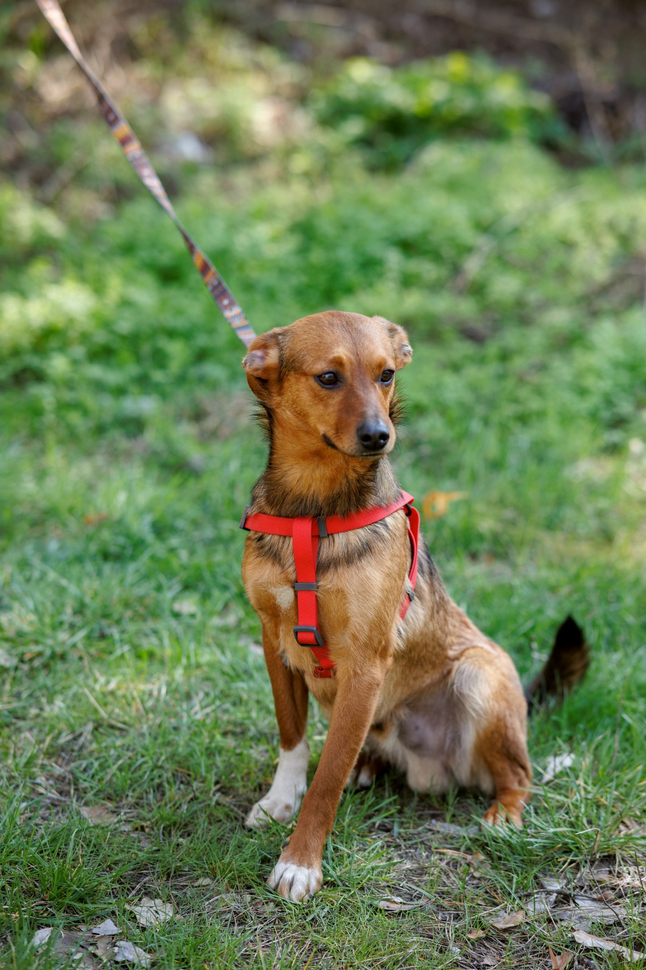 Оскар в пошуку родини