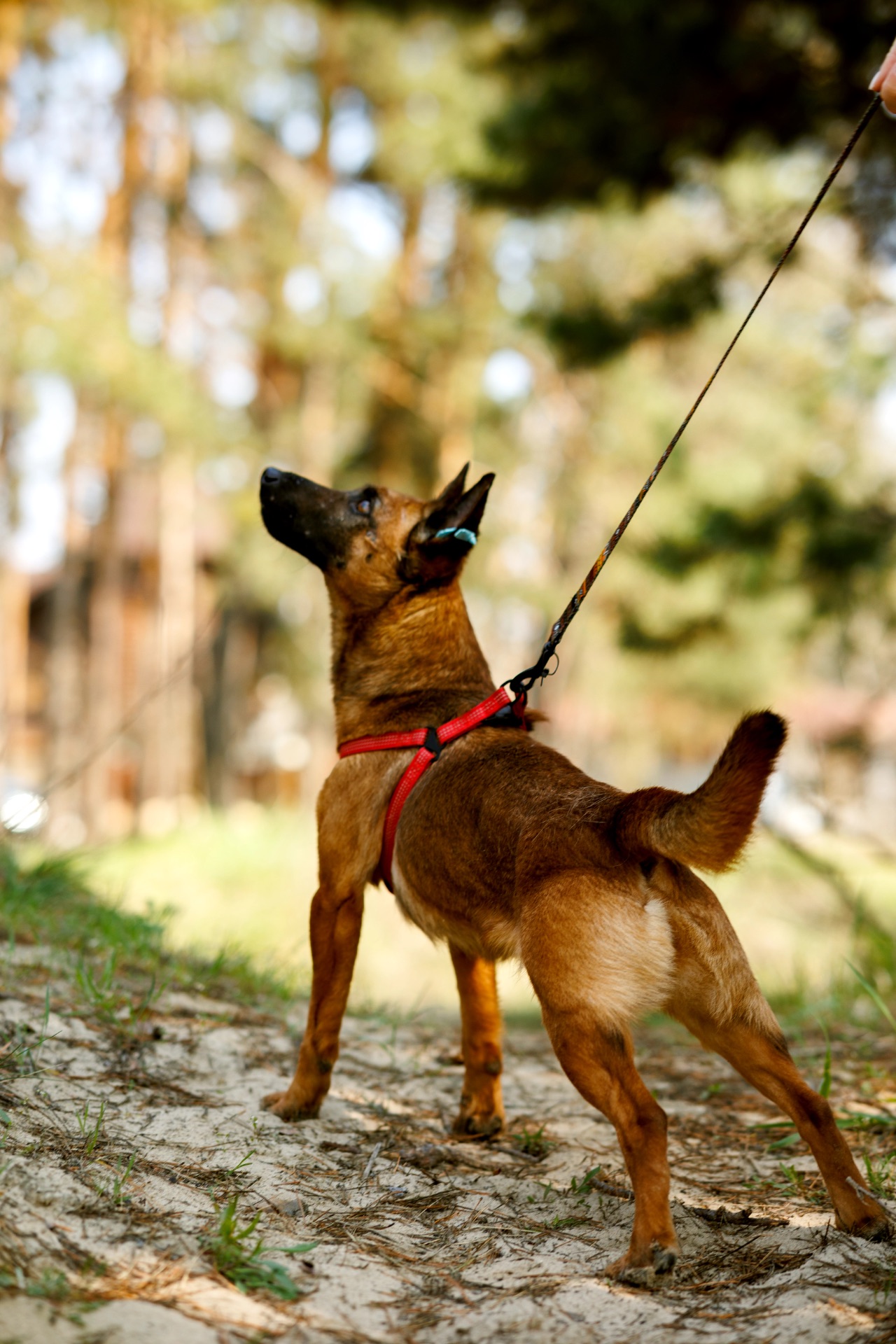 Маліна шукає родину