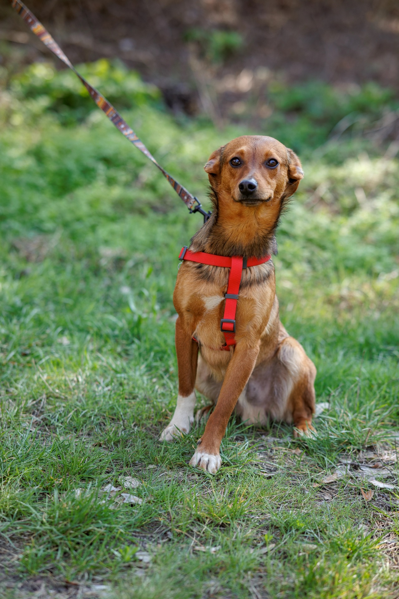 Оскар в пошуку родини