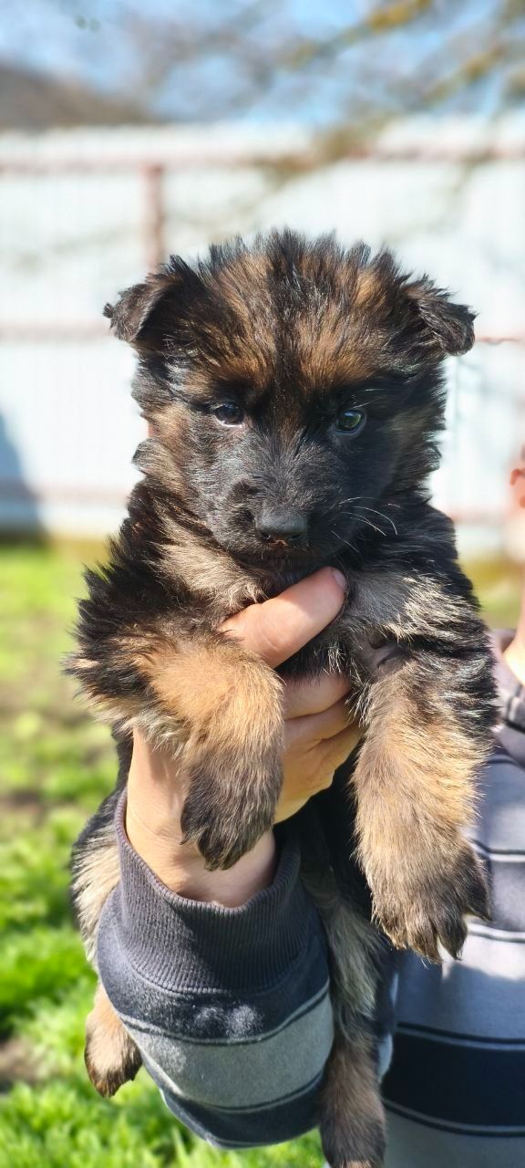 Инна Рябинина