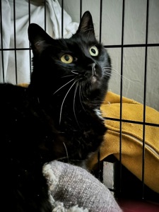 ніжна красуня Ненсі