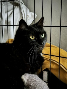 ніжна красуня Ненсі