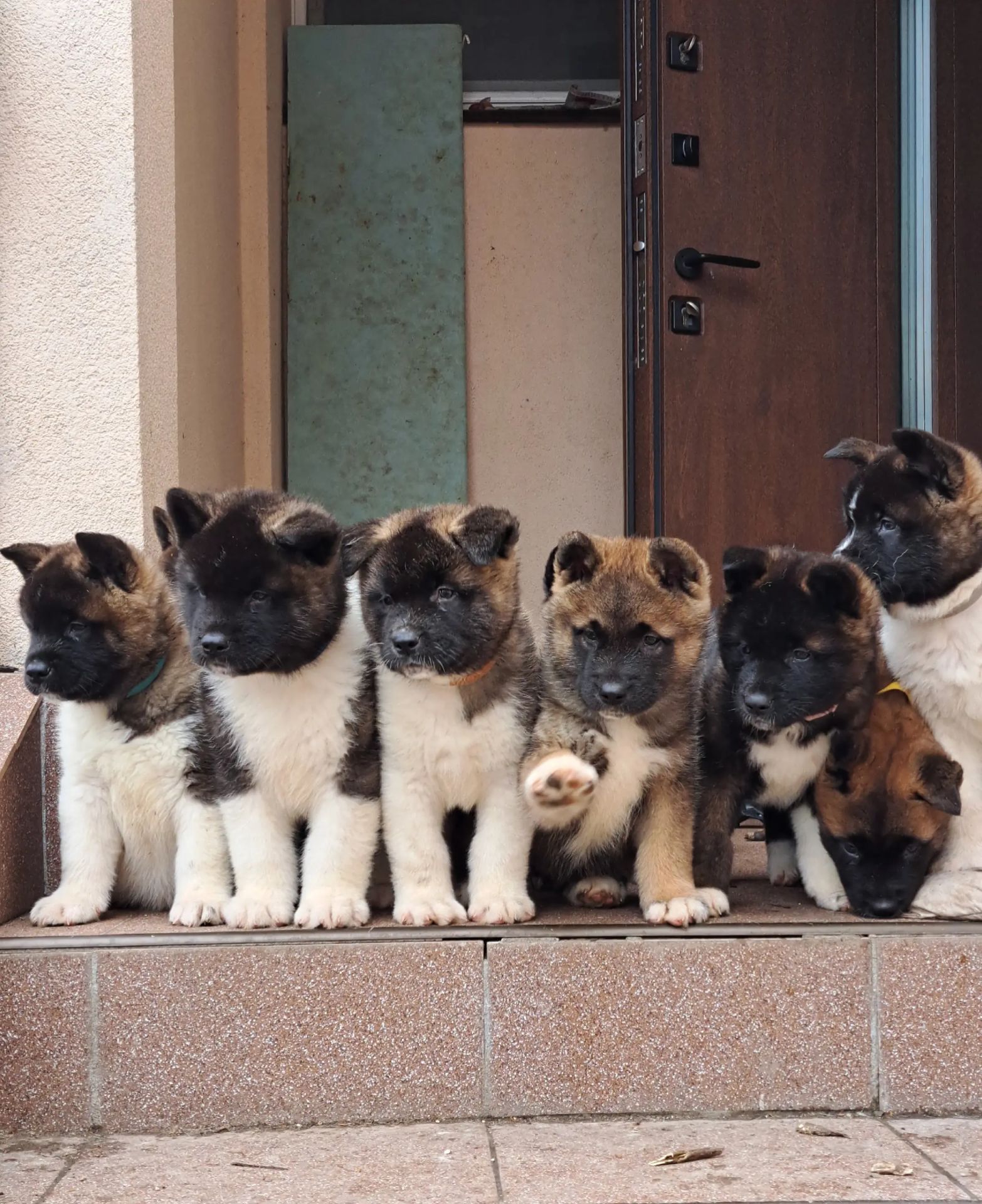 Цуценята Американської Акіти КСУ/FCI