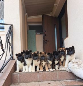 Цуценята Американської Акіти КСУ/FCI