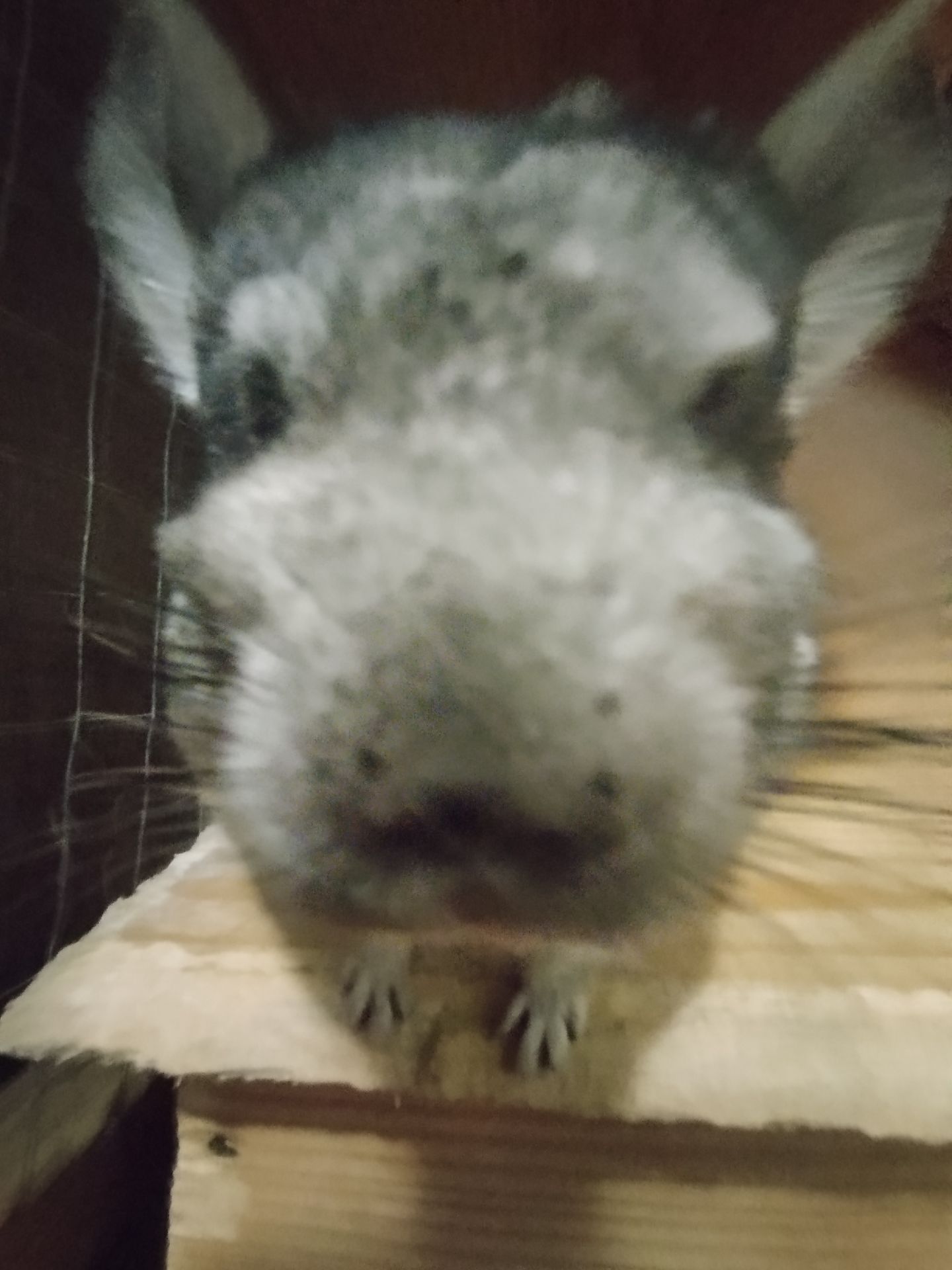 шиншиллы, кривой рог 📍