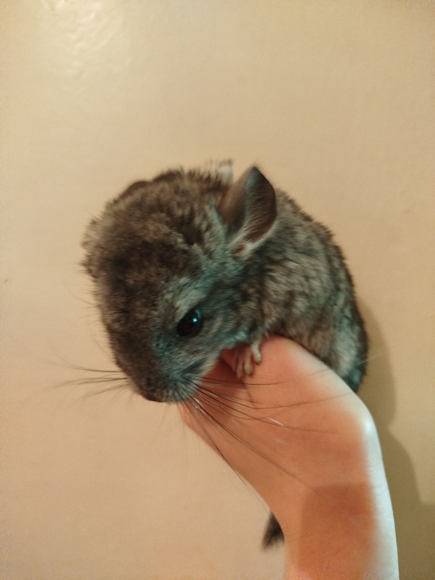 шиншиллы, кривой рог 📍