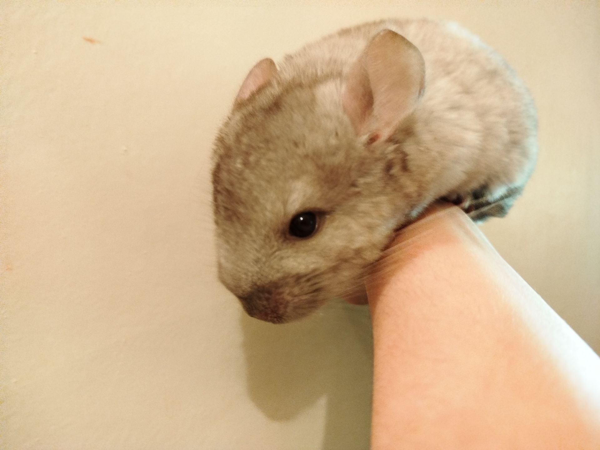 шиншиллы, кривой рог 📍