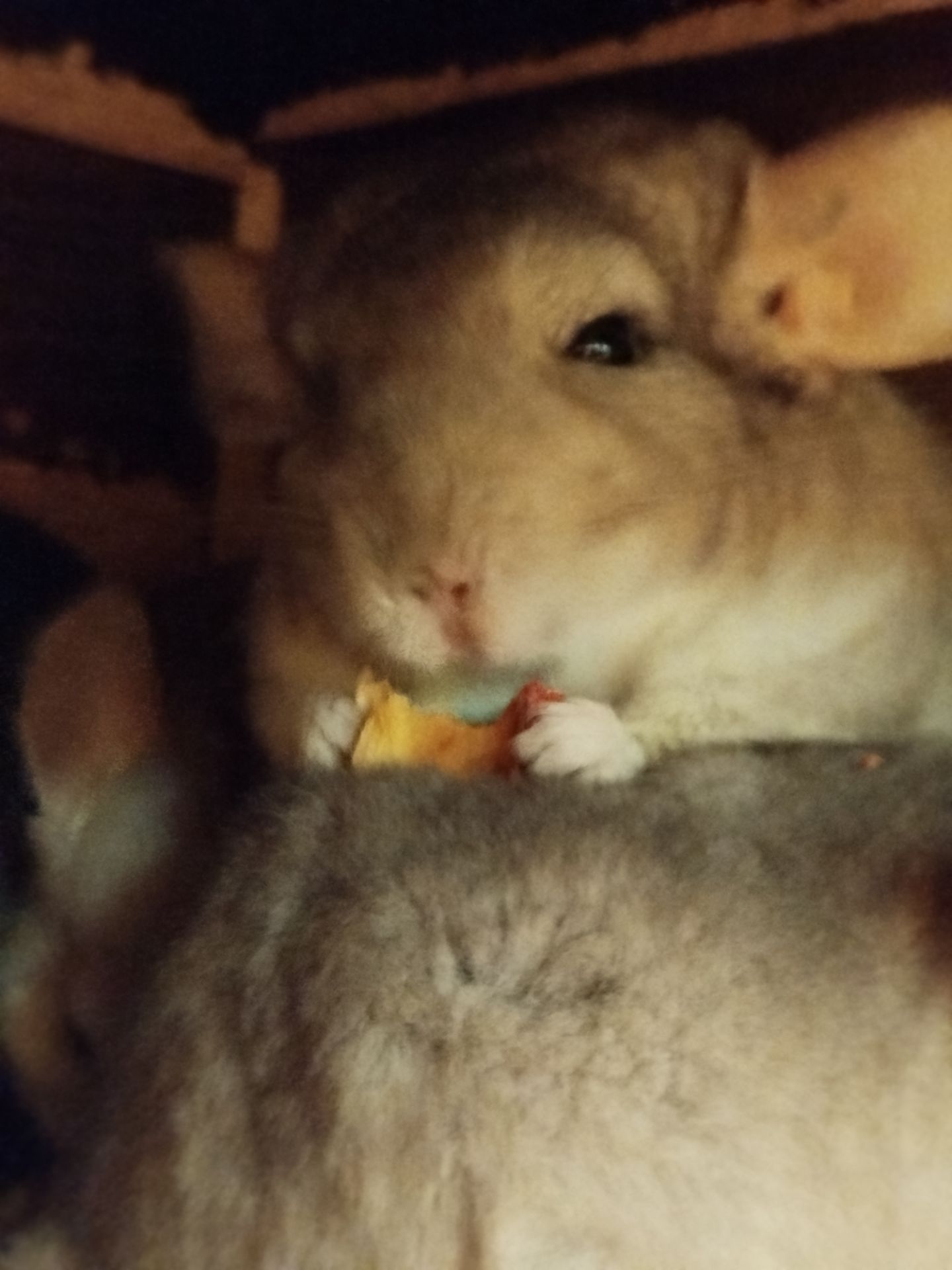 шиншиллы, кривой рог 📍