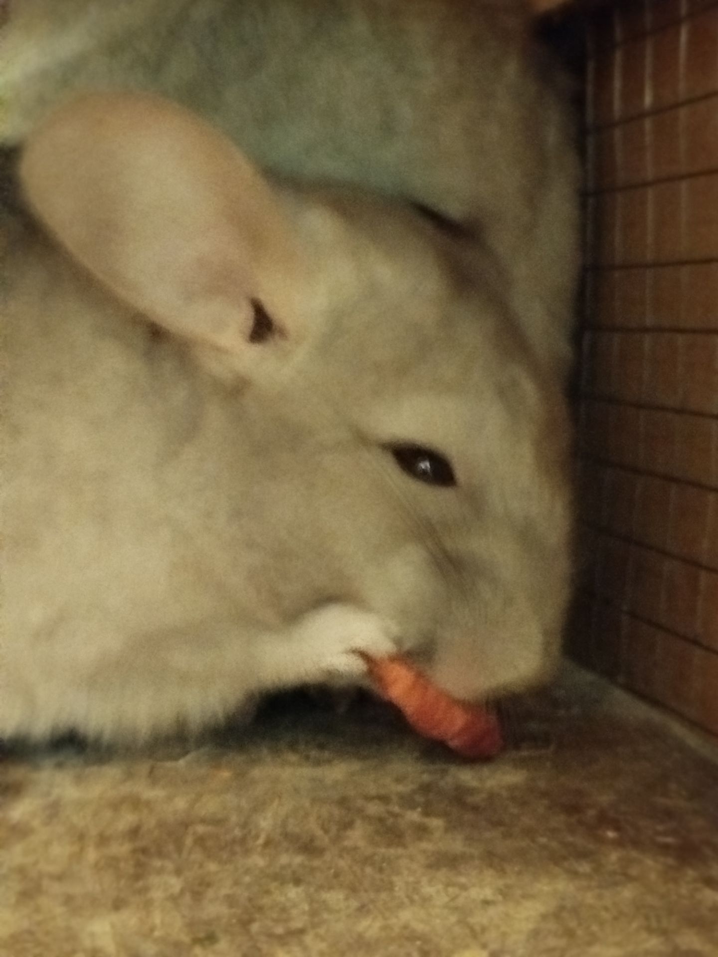 шиншиллы, кривой рог 📍