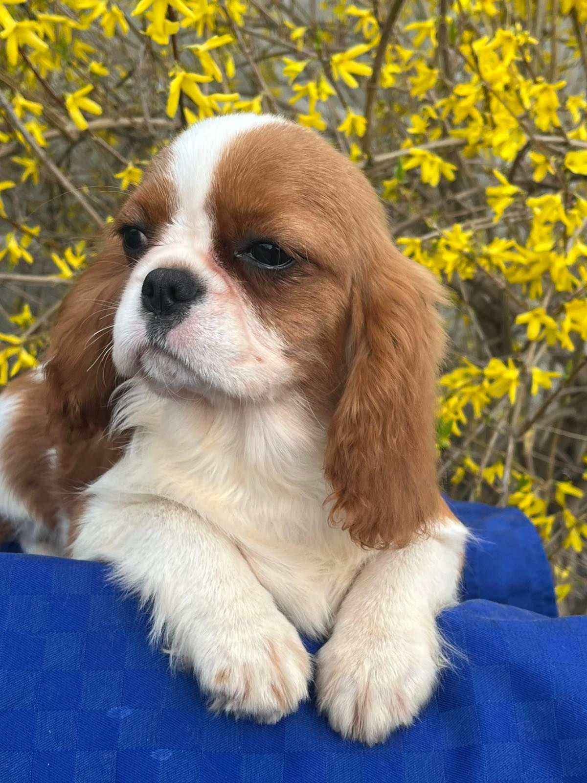 Кавалер кинг чарльз спаниель девочка