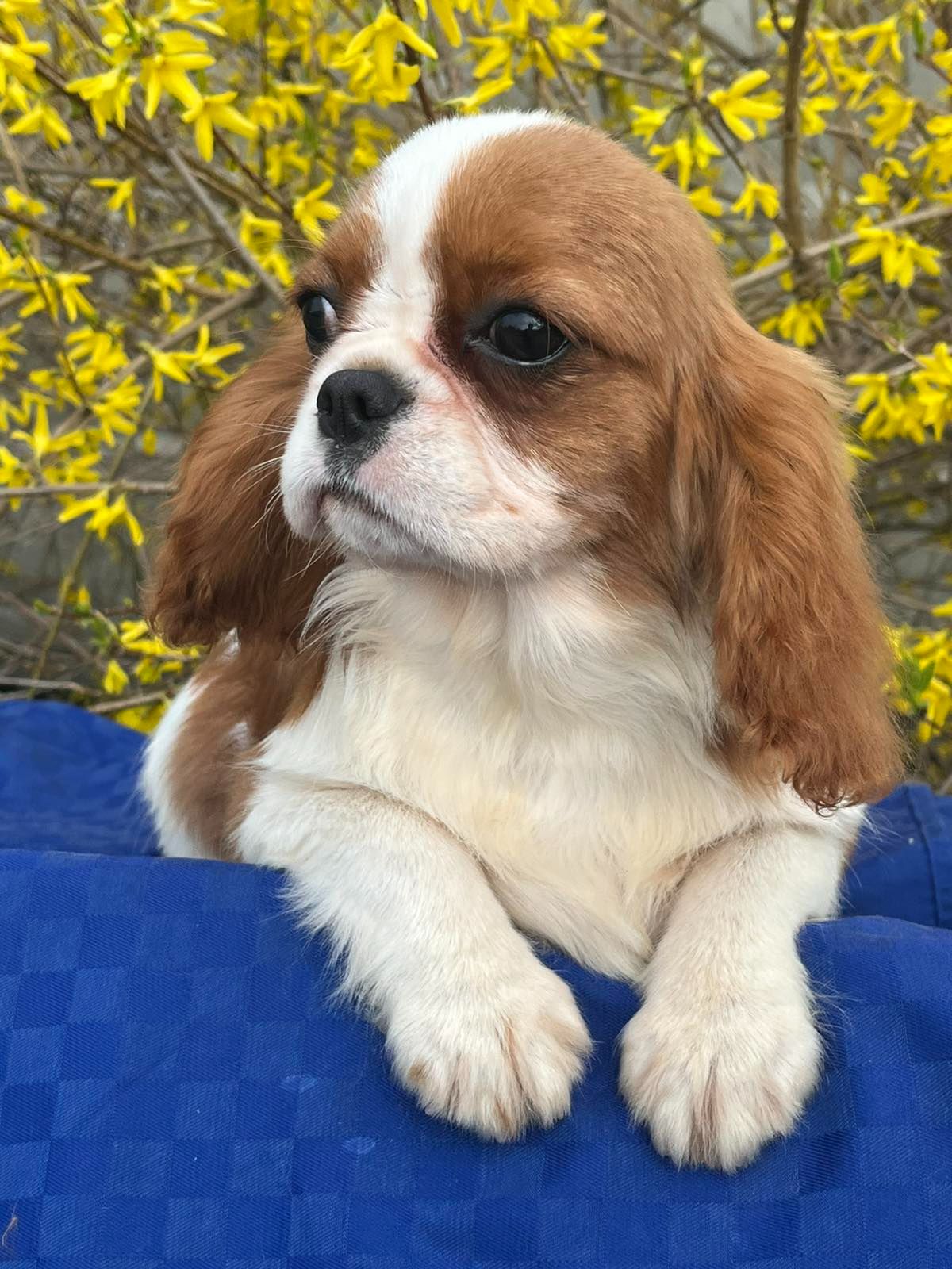 Кавалер кинг чарльз спаниель девочка