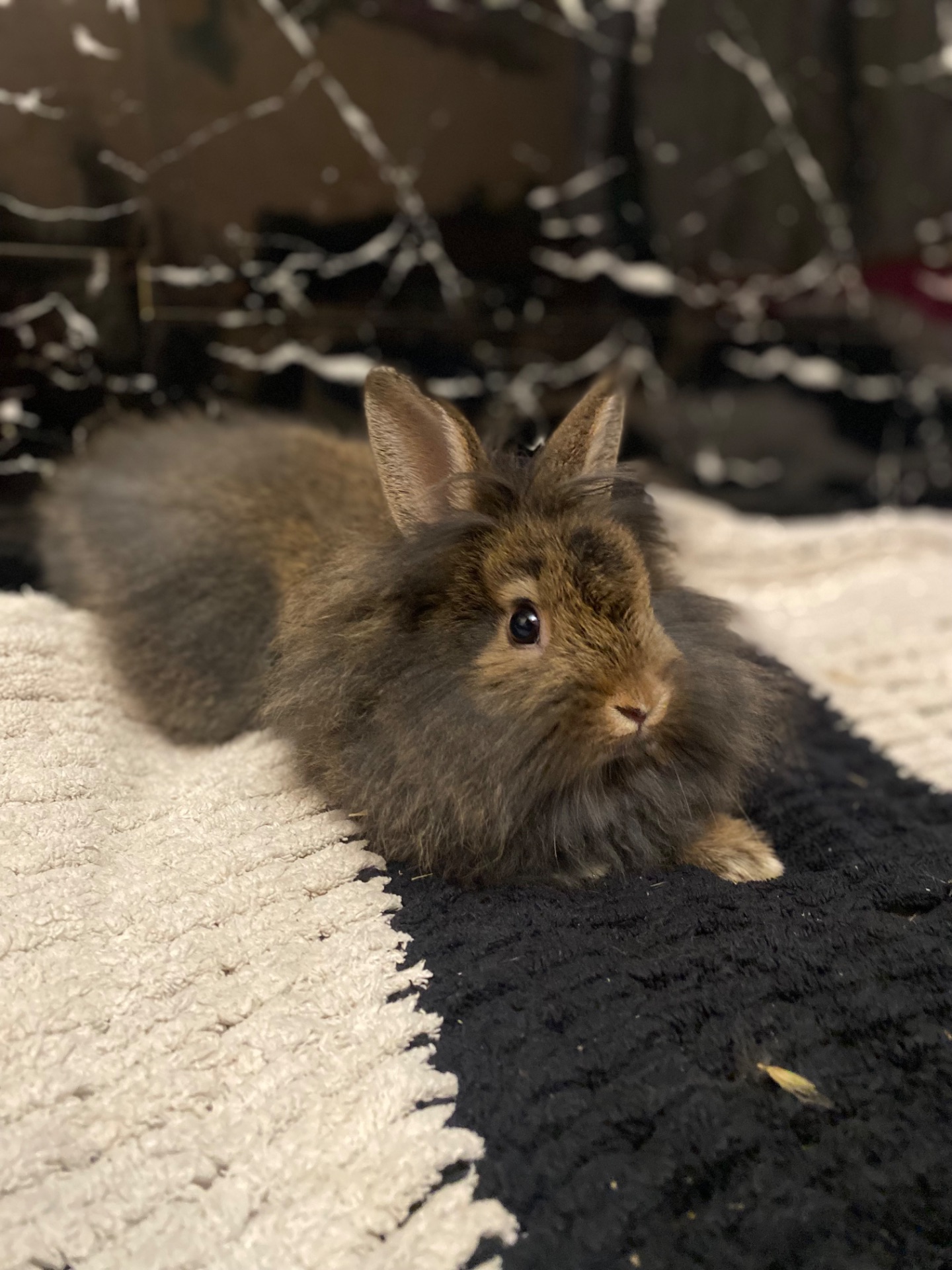 Декоративные кролики