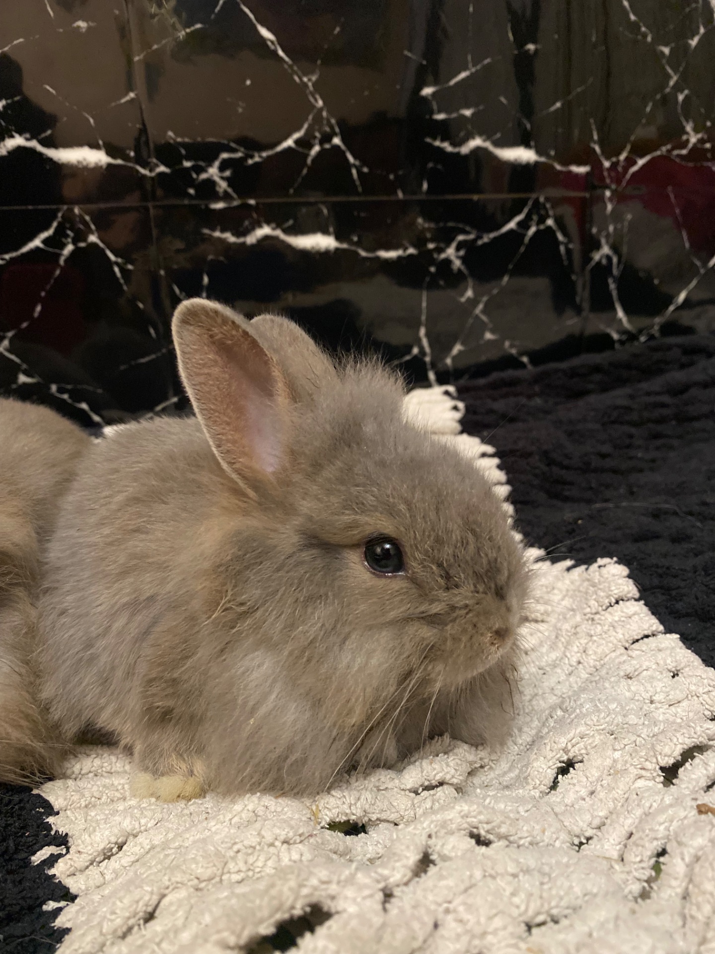 Декоративные кролики