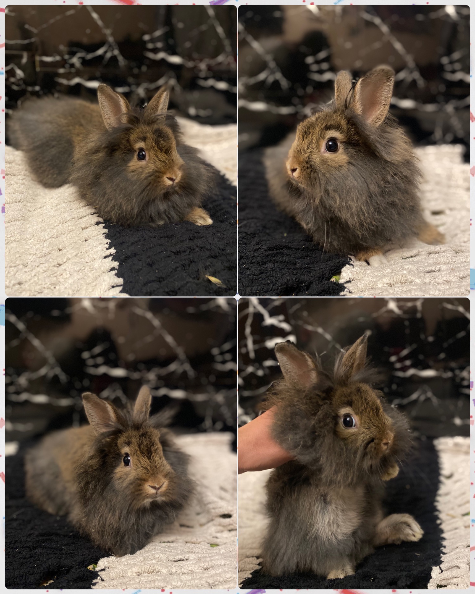 Декоративные кролики