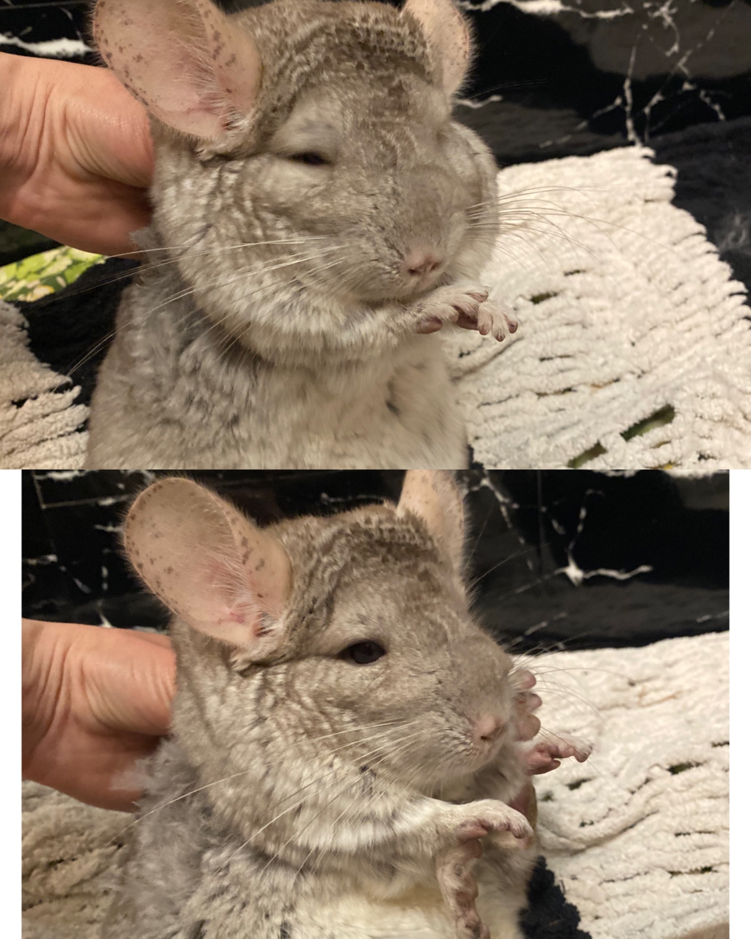 Шиншиллы семья, или парно