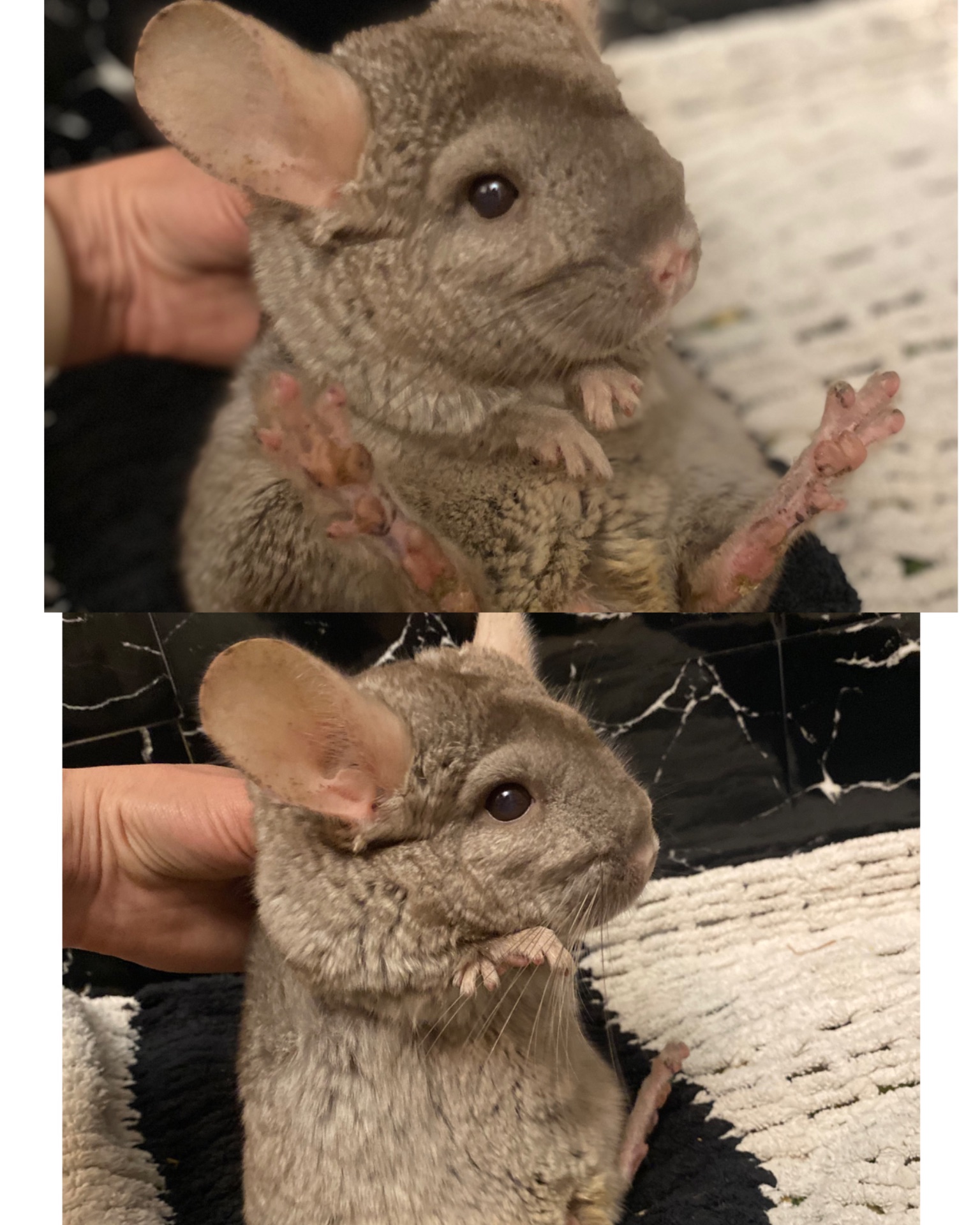 Шиншиллы семья, или парно