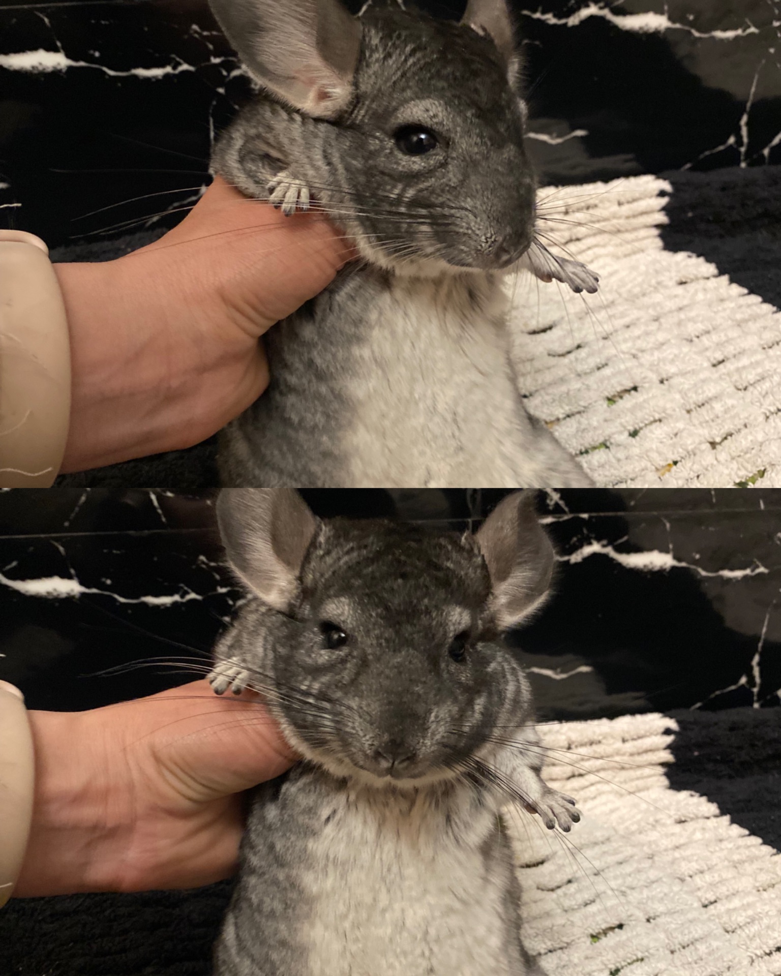 Шиншиллы семья, или парно