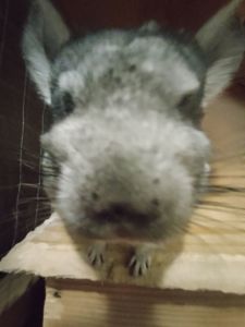 шиншиллы, кривой рог 📍