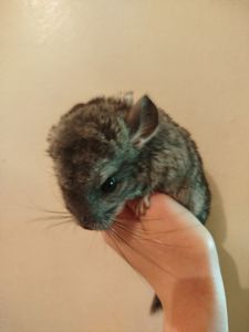 шиншиллы, кривой рог 📍