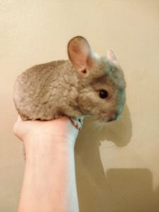 шиншиллы, кривой рог 📍