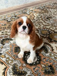 Кавалер кинг чарльз спаниель девочка