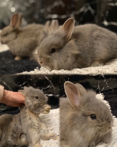 Декоративные кролики