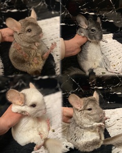 Шиншиллы семья, или парно